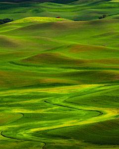 Palouse hills in spring near Moscow Idaho