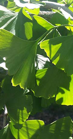 Ginkgo leaves in the sunshine